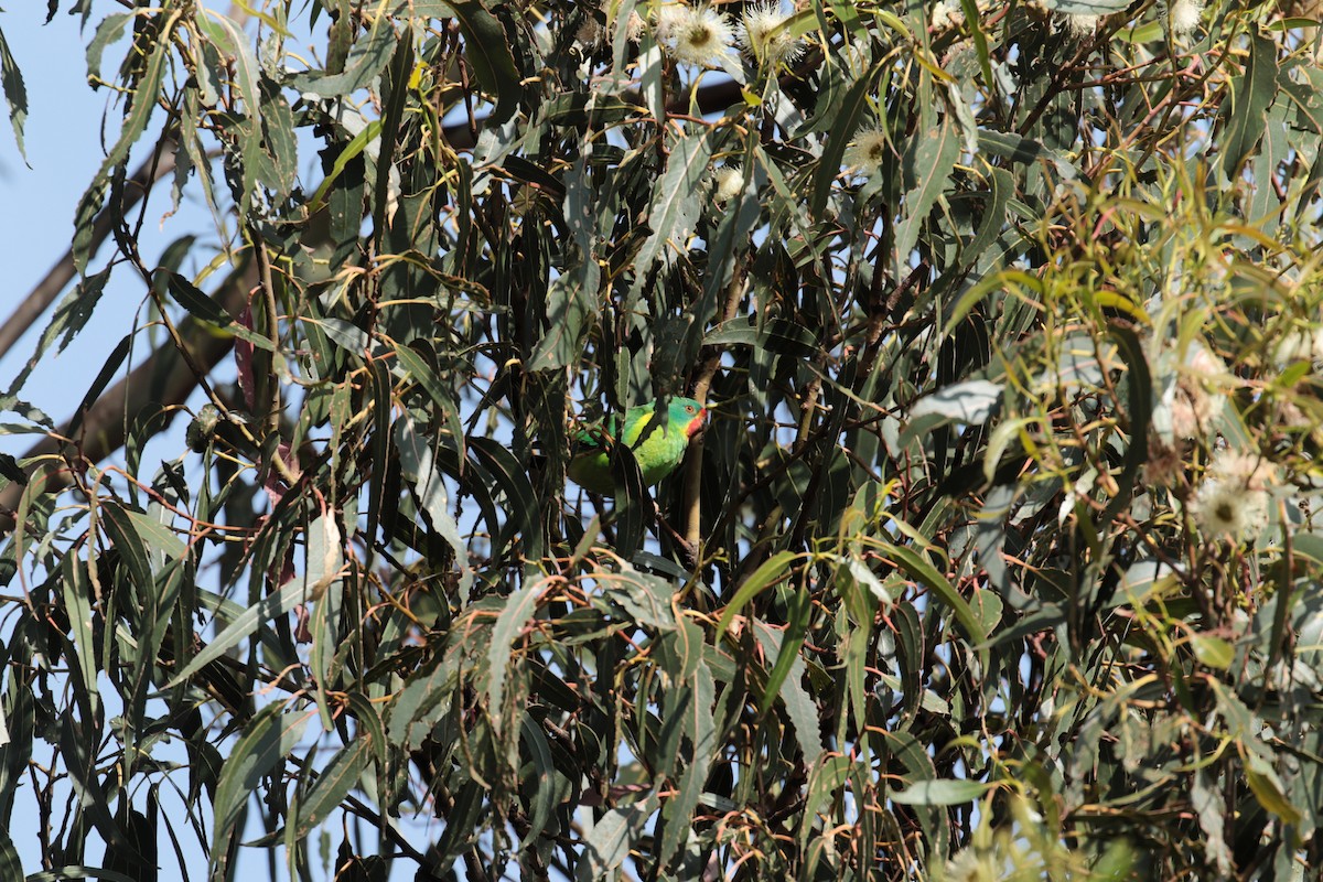 Swift Parrot - ML647413251