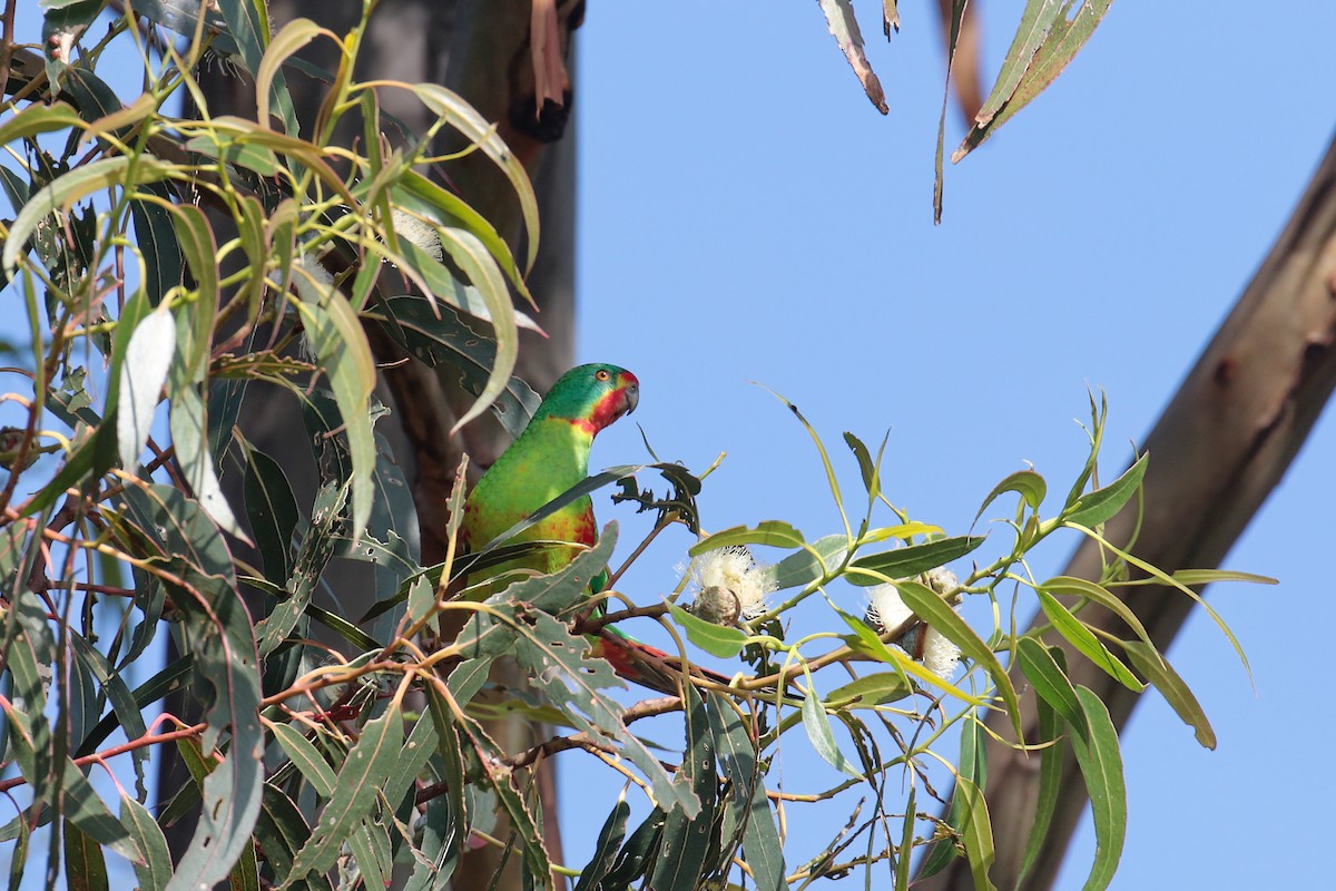 Swift Parrot - ML647413252