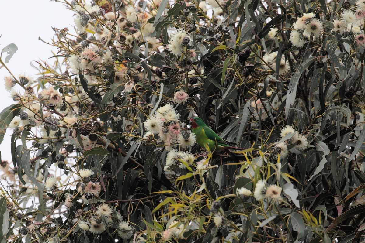 Swift Parrot - ML647413253