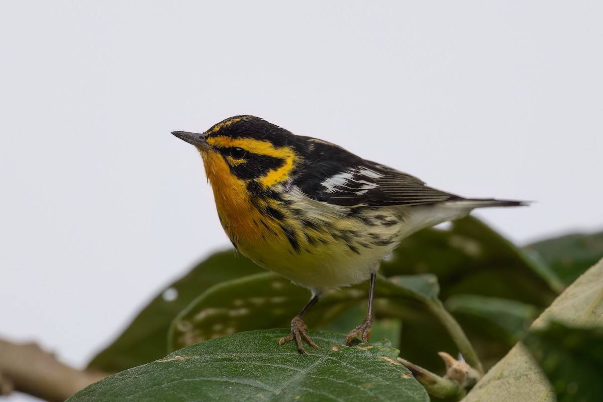 Blackburnian Warbler - ML647413254