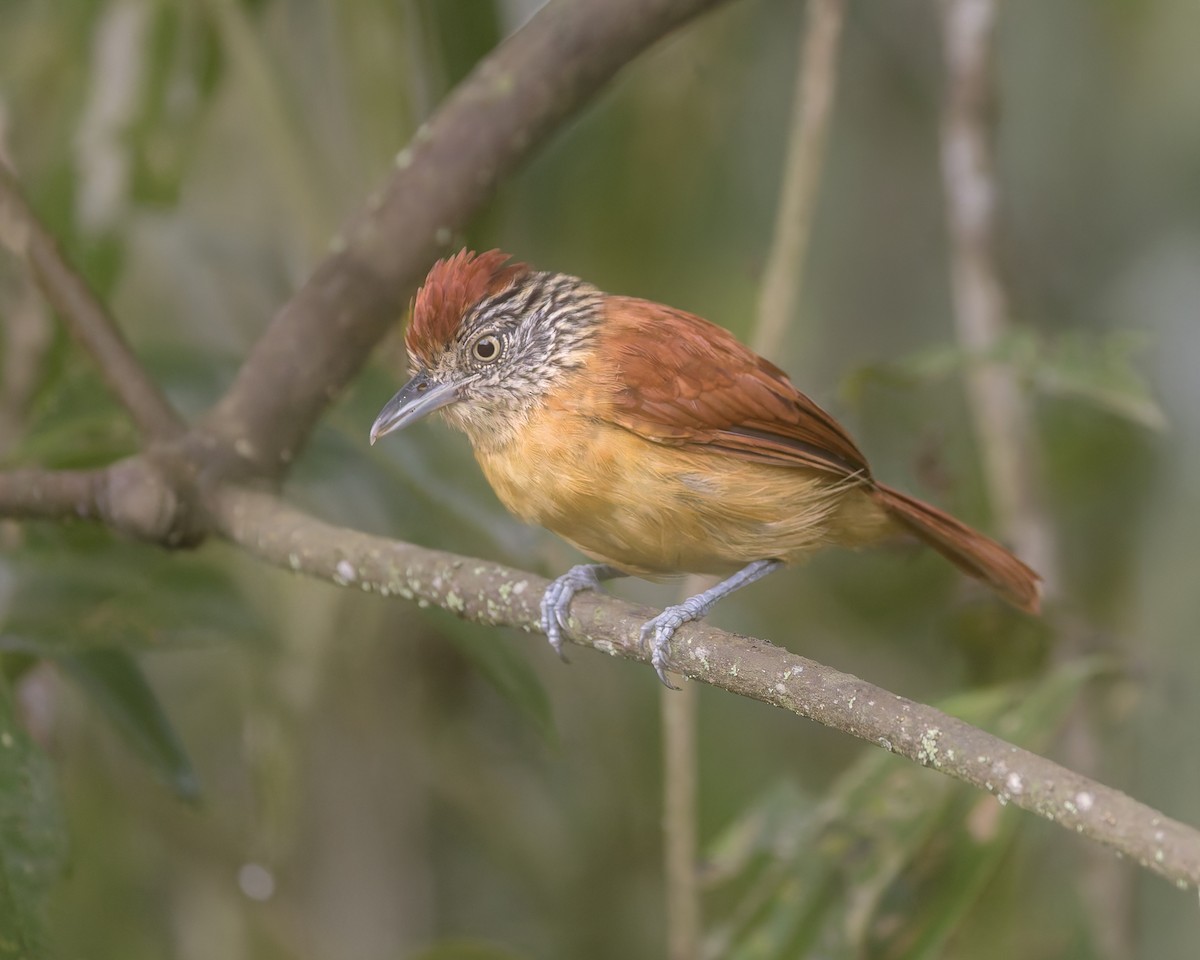 Bindenameisenwürger - ML647413262