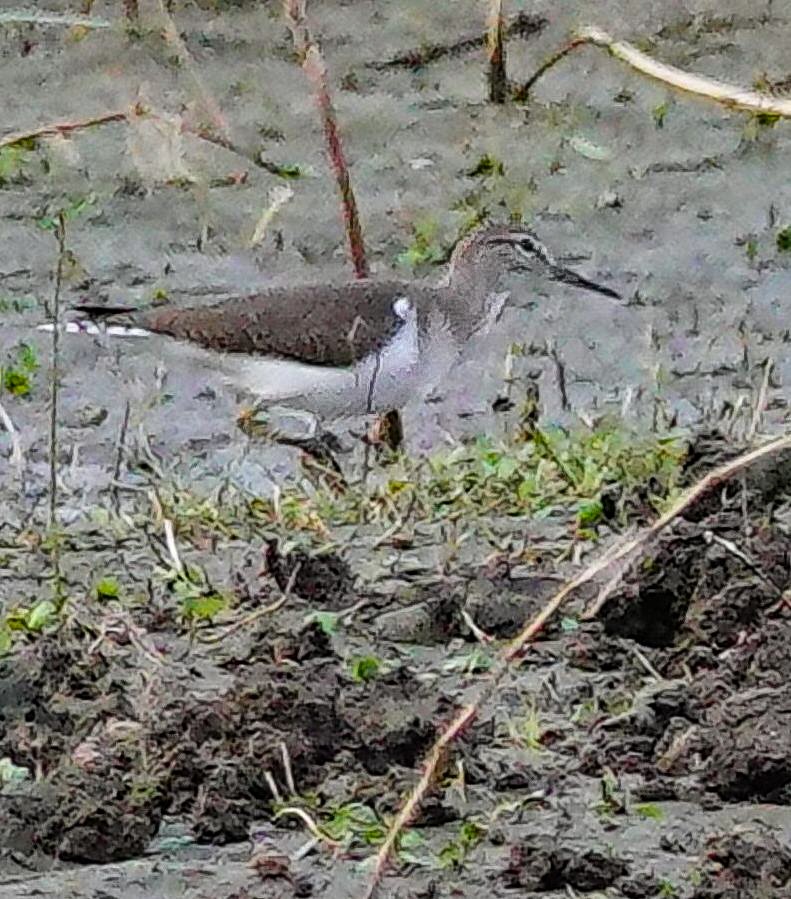 vodouš bahenní - ML647413269