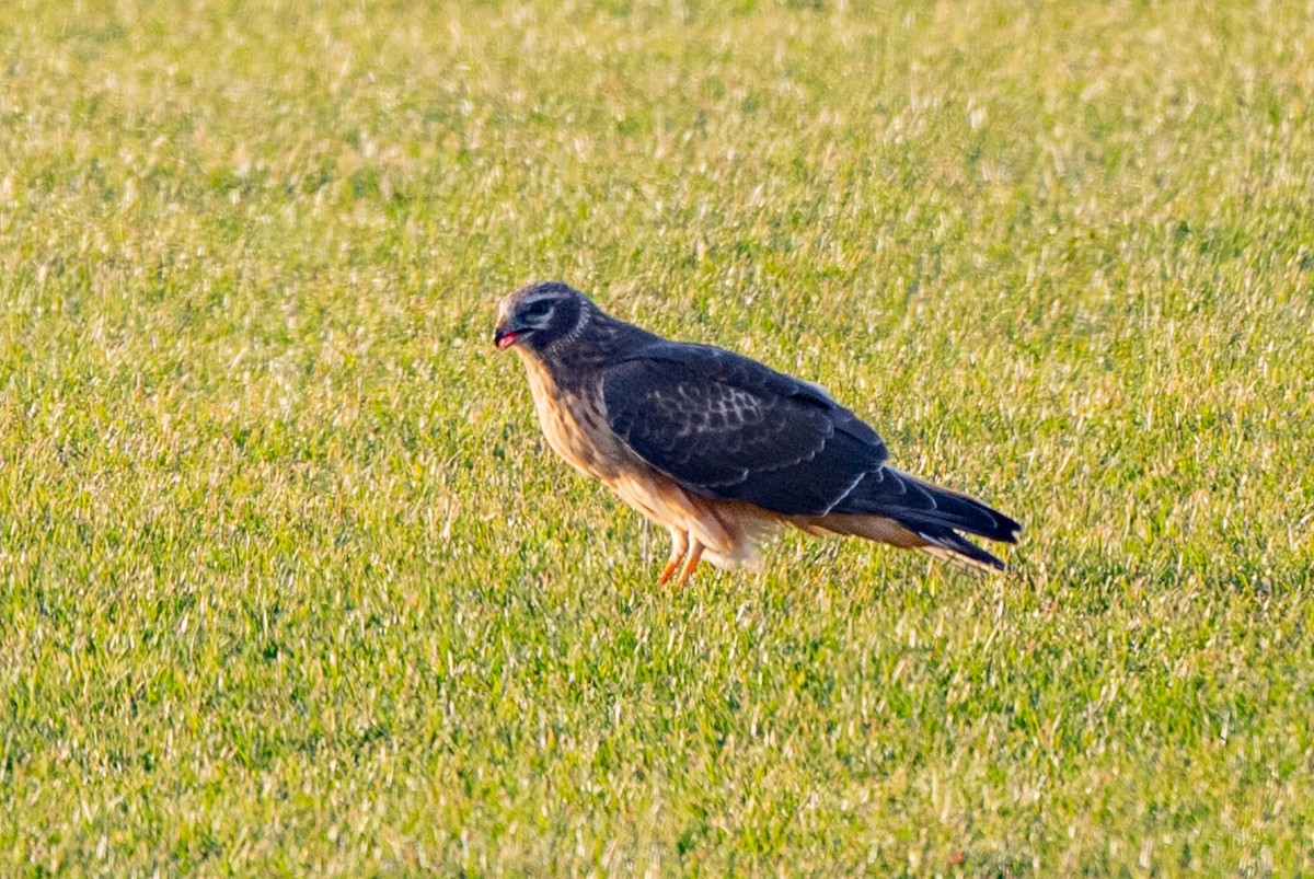 Northern Harrier - ML647413277