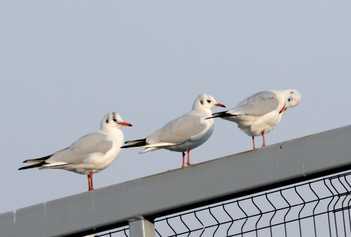 Black-headed Gull - ML647413300