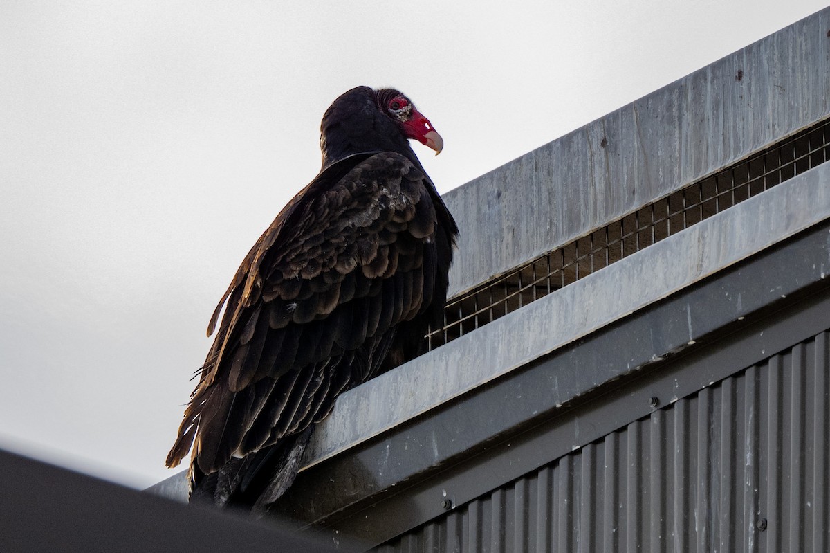 Turkey Vulture - ML647413307