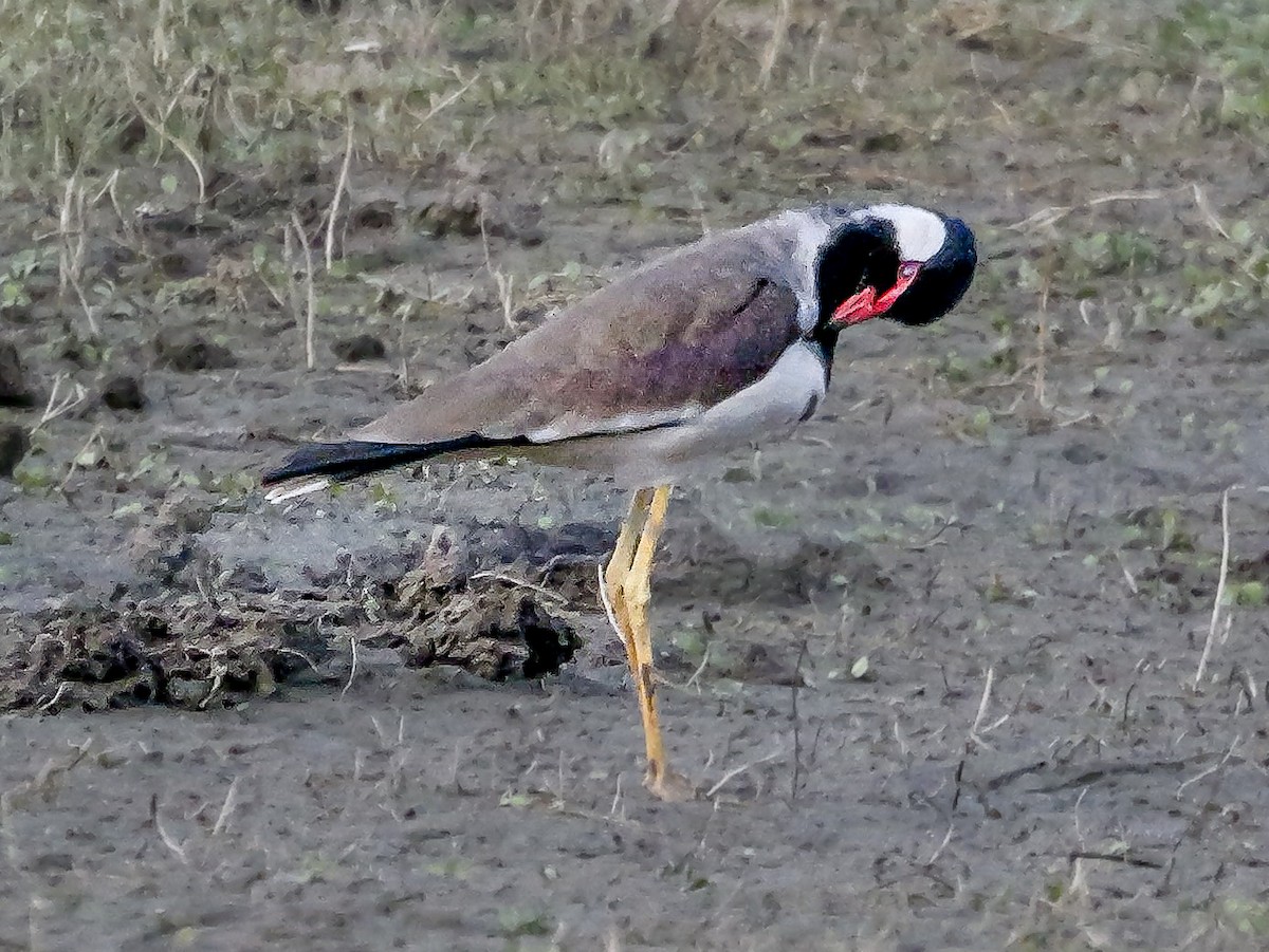 Büyük Kızkuşu - ML647413321