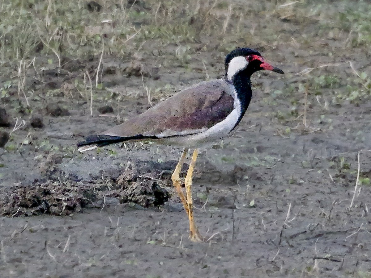 Büyük Kızkuşu - ML647413322