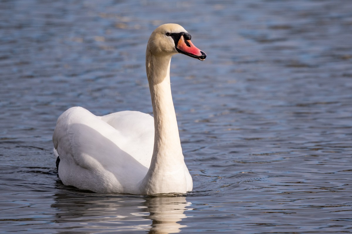 Mute Swan - ML647413346
