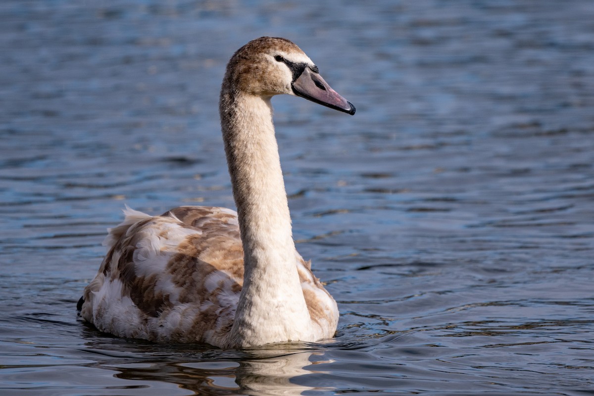 Mute Swan - ML647413347
