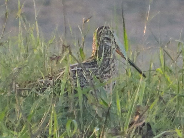 ハリオシギ - ML647413352