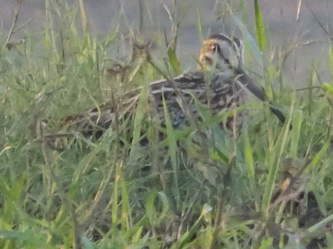 ハリオシギ - ML647413354