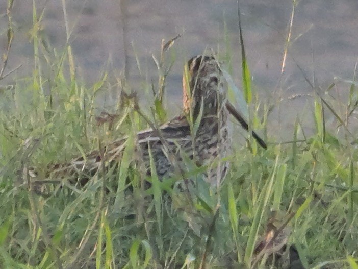 ハリオシギ - ML647413355