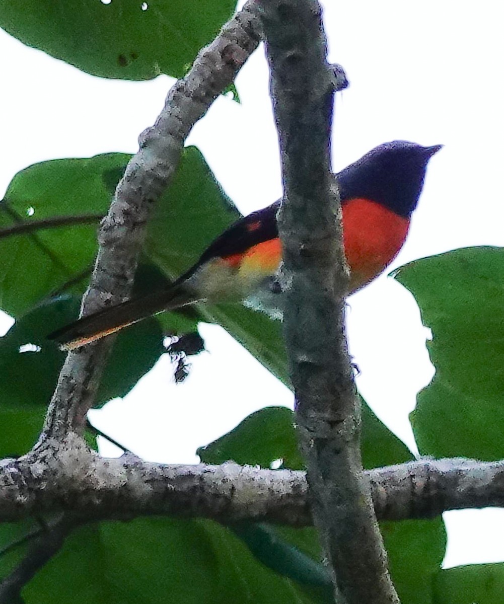 Zwergmennigvogel - ML647413356