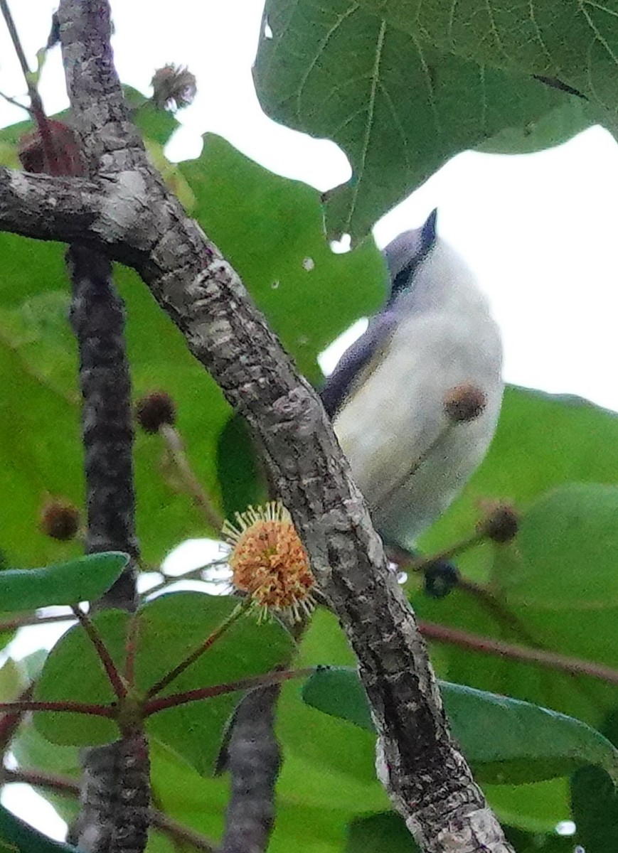 Zwergmennigvogel - ML647413357