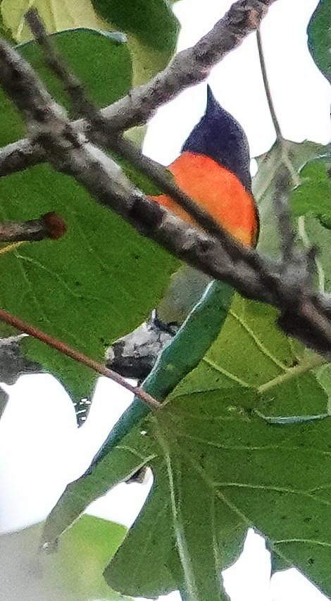 Zwergmennigvogel - ML647413358