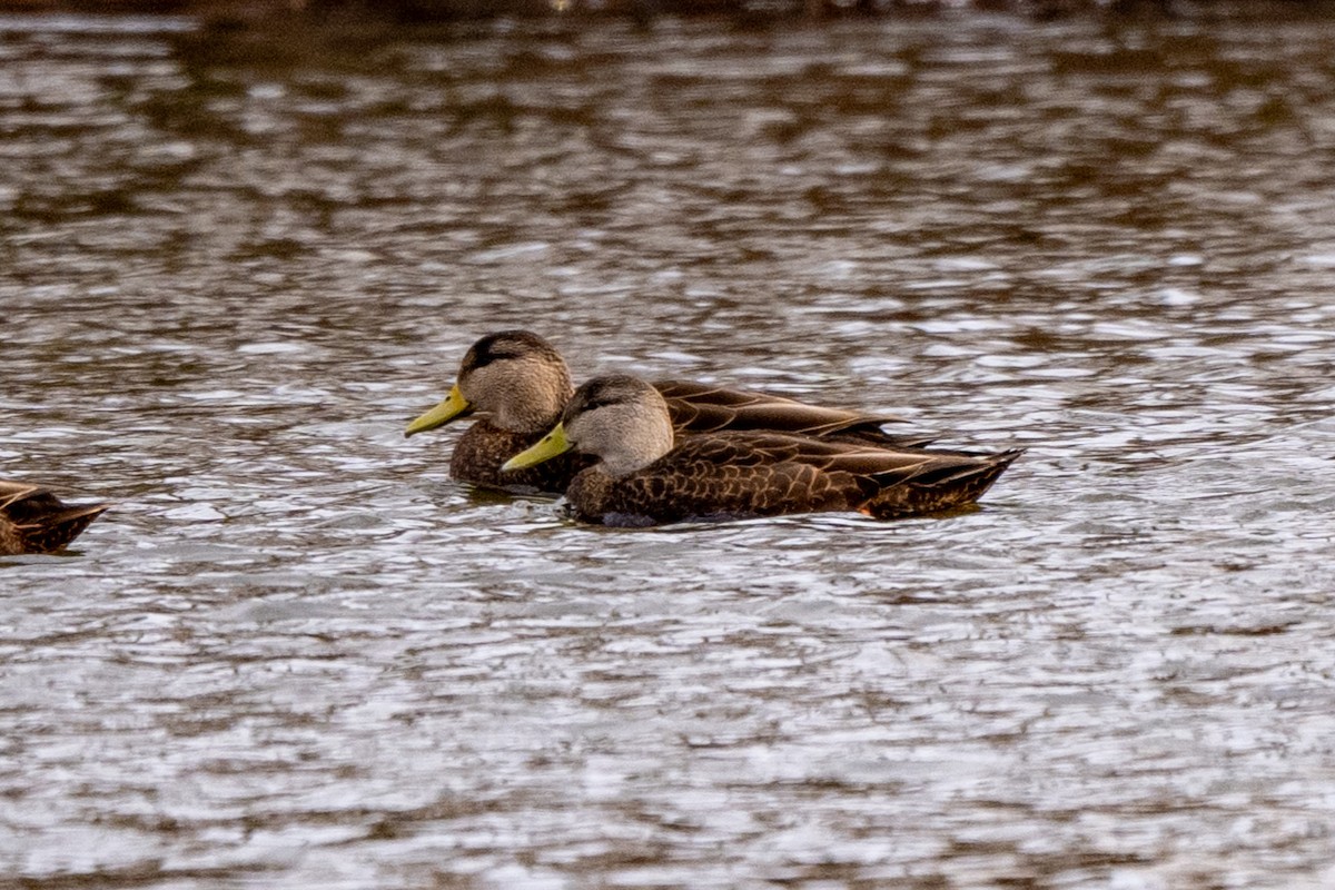 Ahate iluna - ML647413359