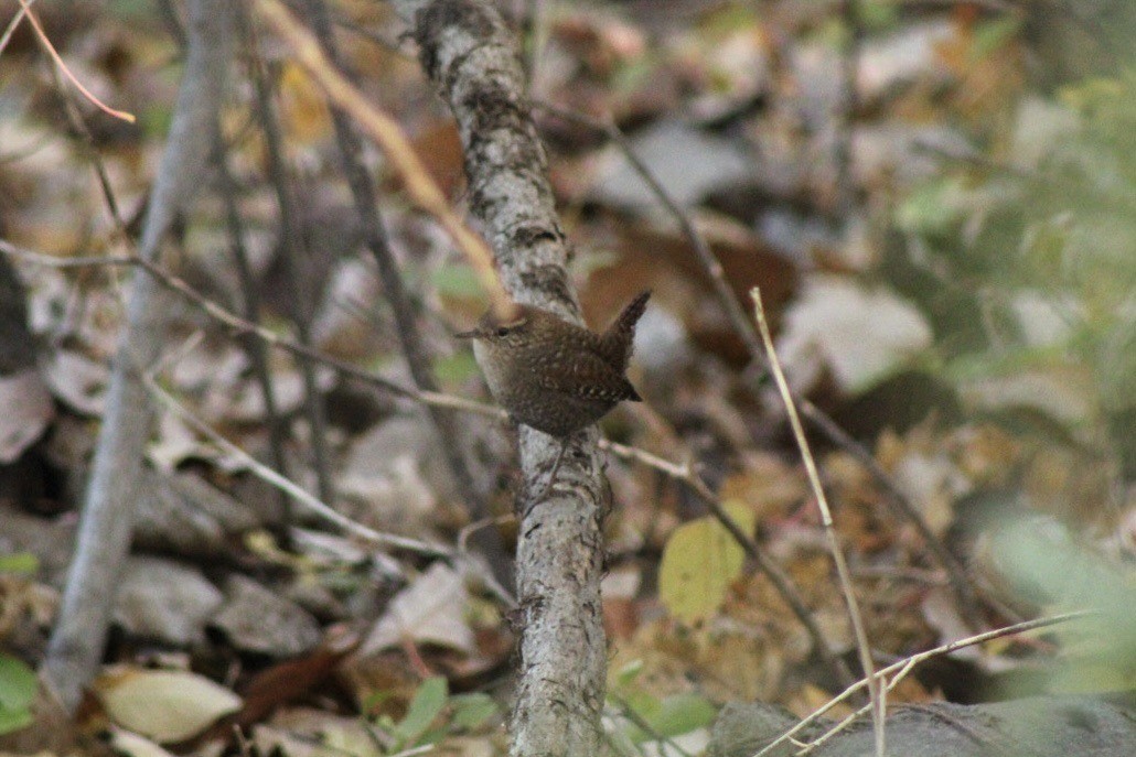 Winter Wren - ML647413361