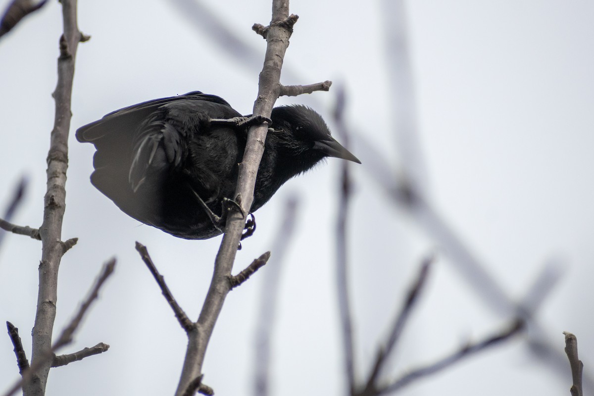 Austral Blackbird - ML647413364