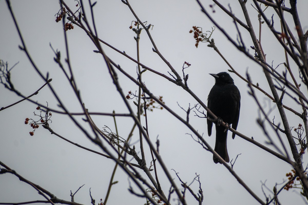 Austral Blackbird - ML647413365
