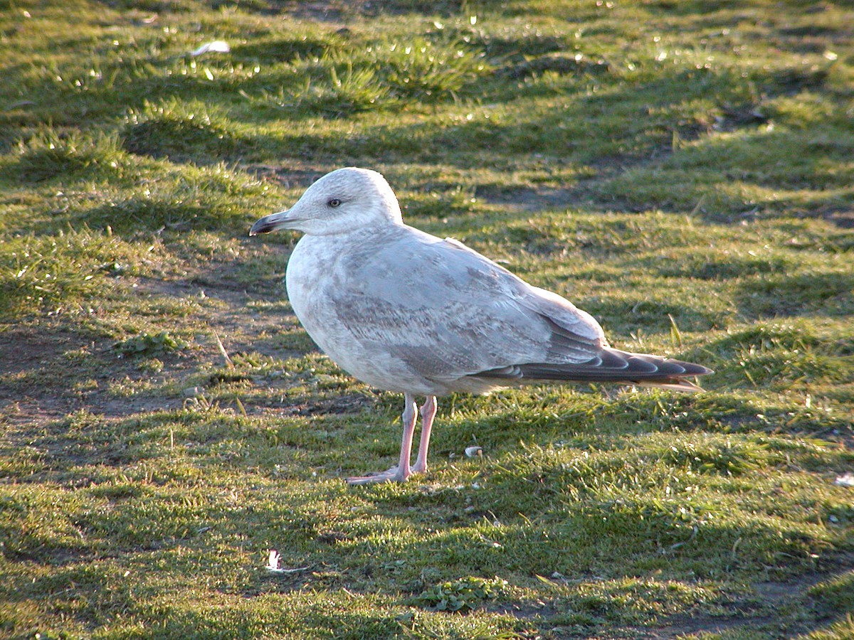 Iceland Gull (Thayer's) - ML647413377