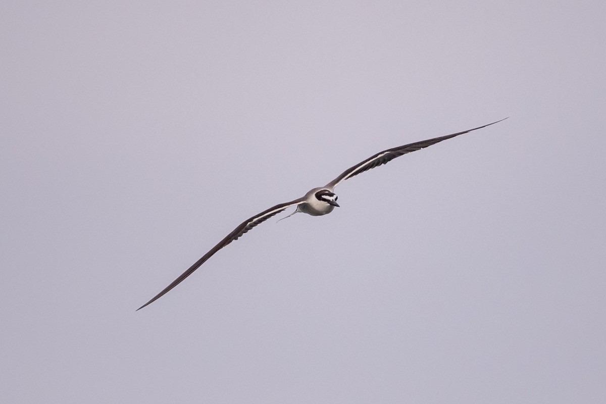 שחפית רסן - ML647413381
