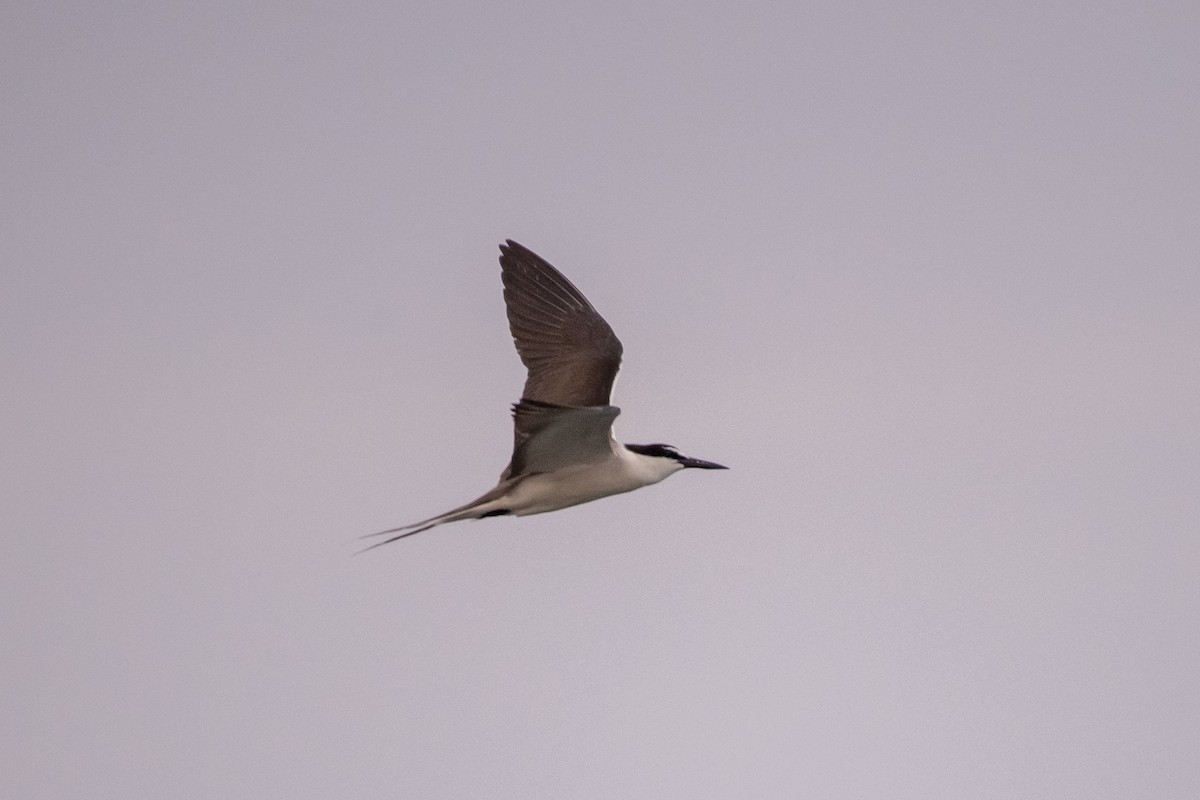 שחפית רסן - ML647413383