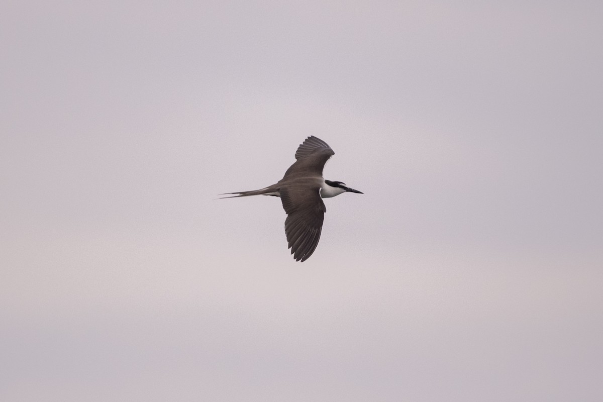 שחפית רסן - ML647413384