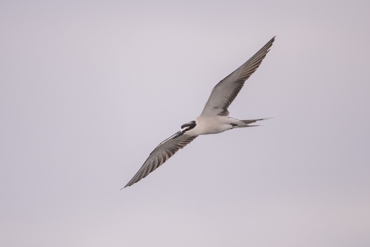 שחפית רסן - ML647413385