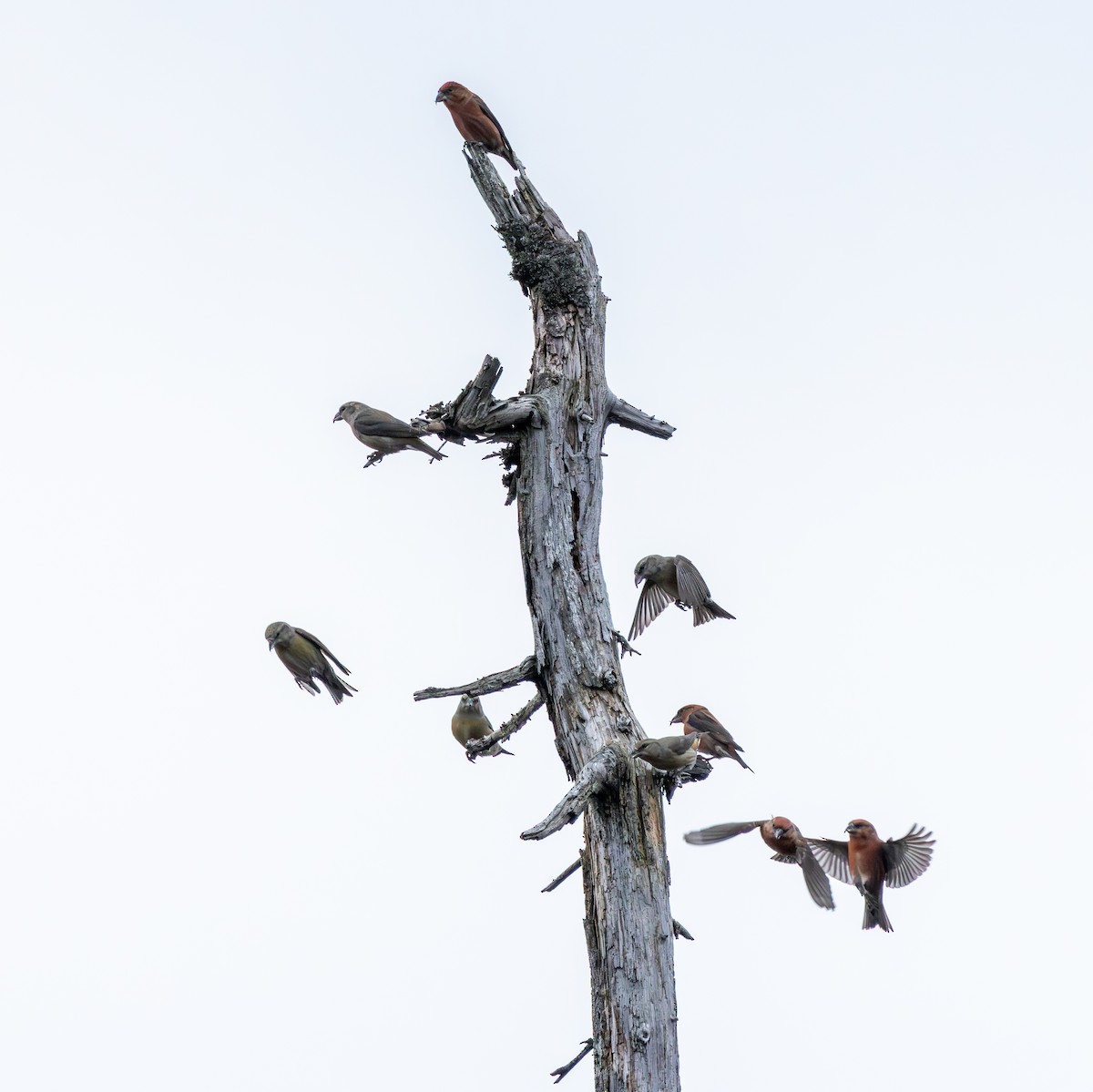 צלוב-מקור אדום - ML647413386