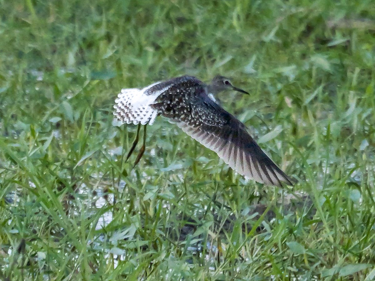 vodouš bahenní - ML647413387