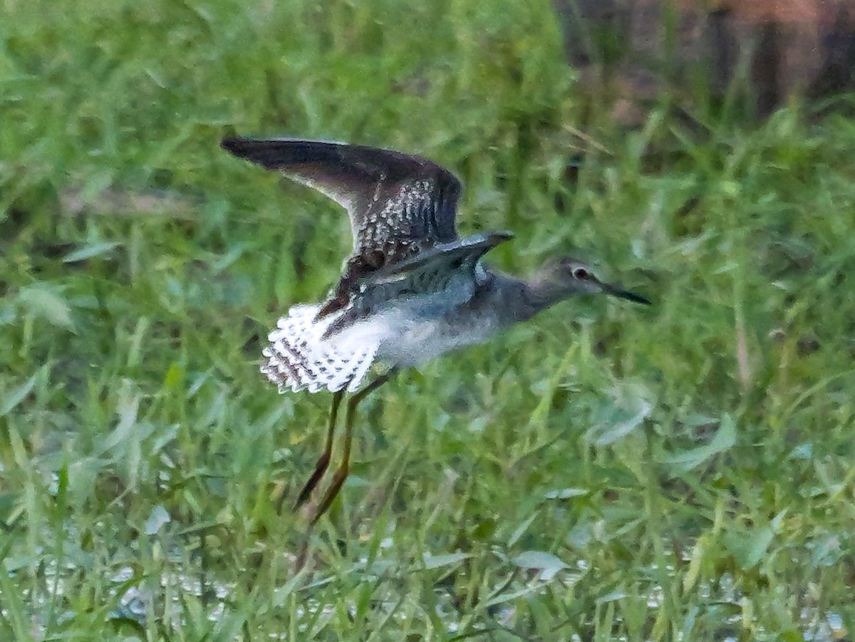 vodouš bahenní - ML647413388