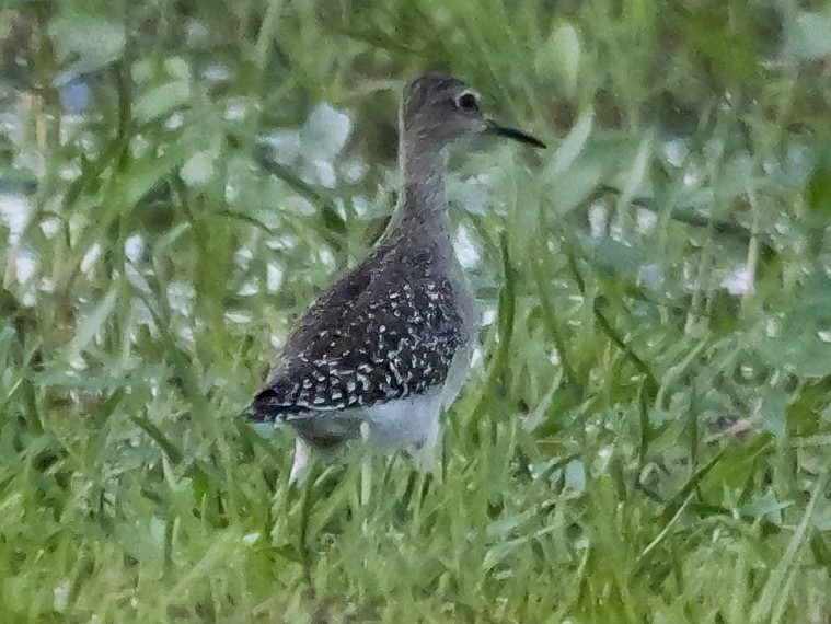 vodouš bahenní - ML647413389