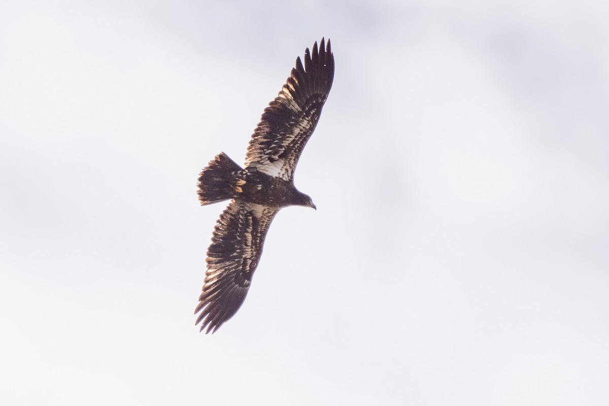Bald Eagle - ML647413395