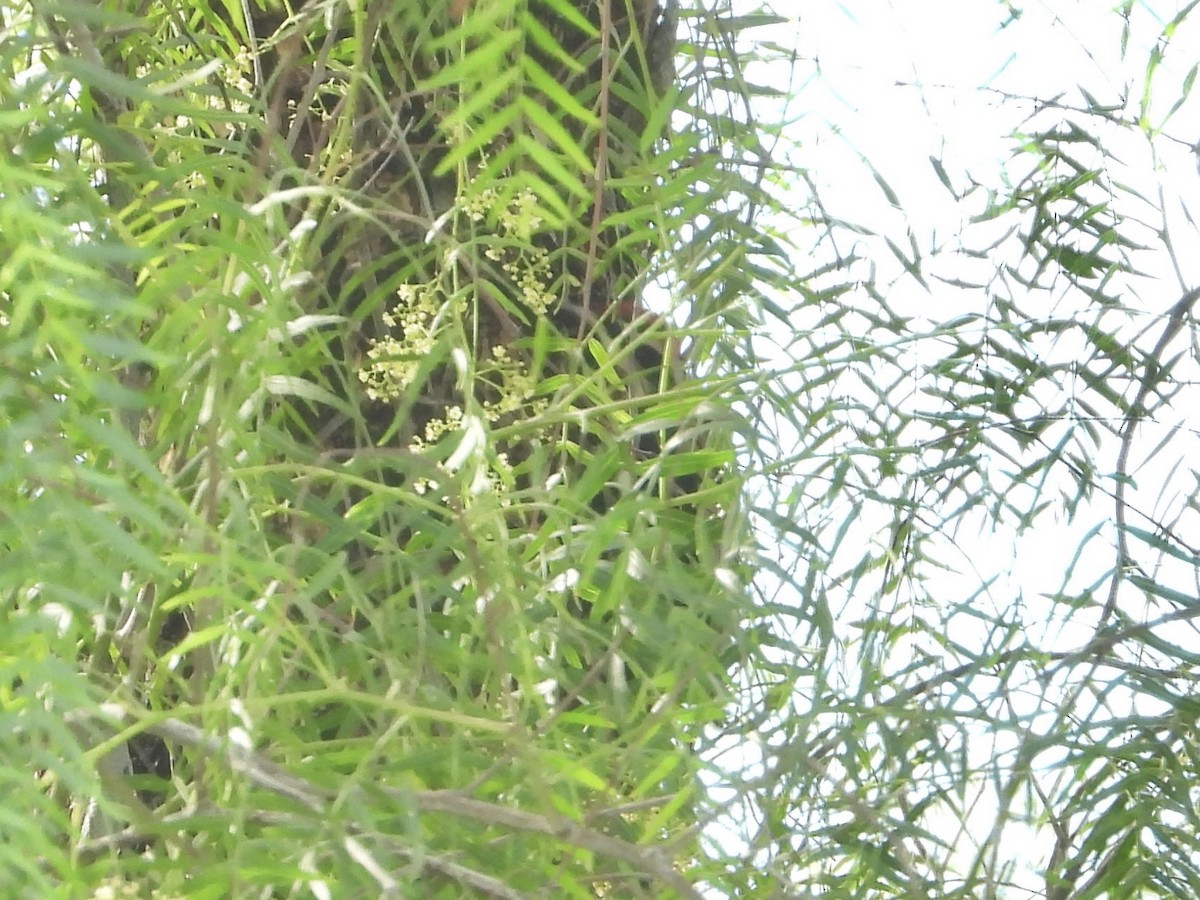 Rotnacken-Saftlecker - ML647413401