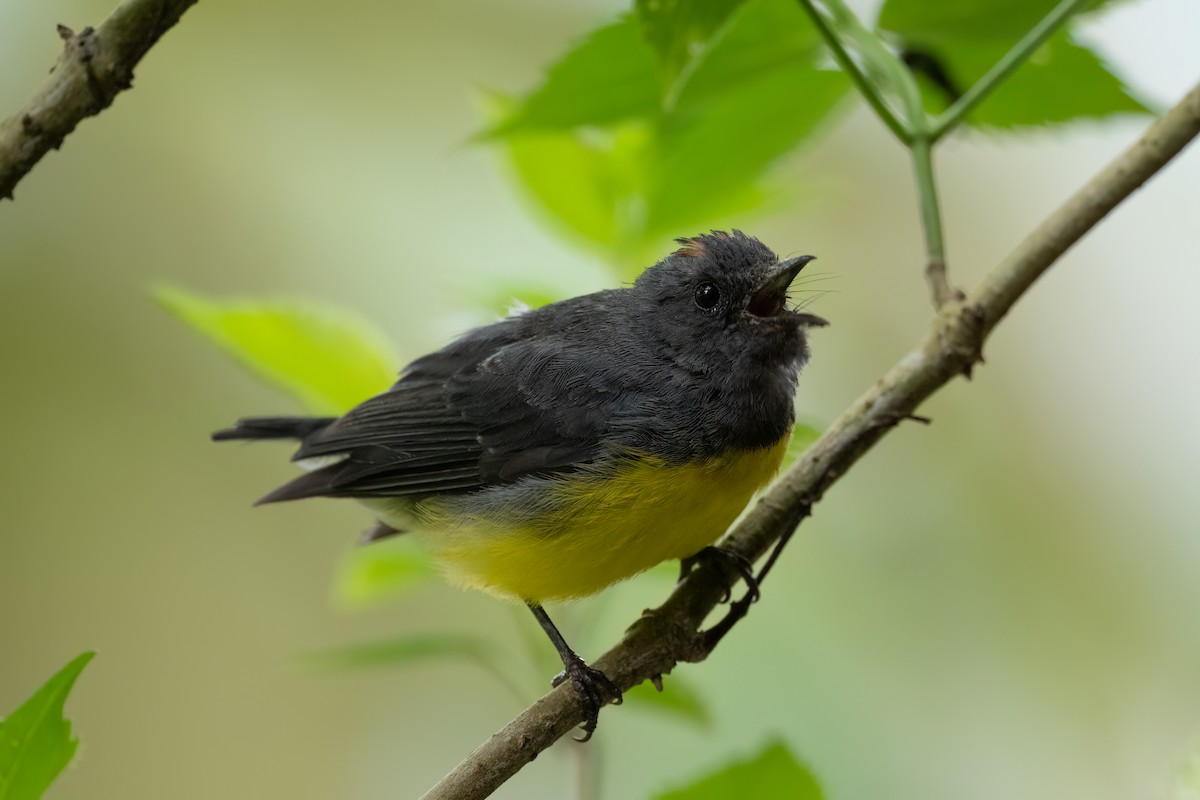Paruline ardoisée - ML647413403