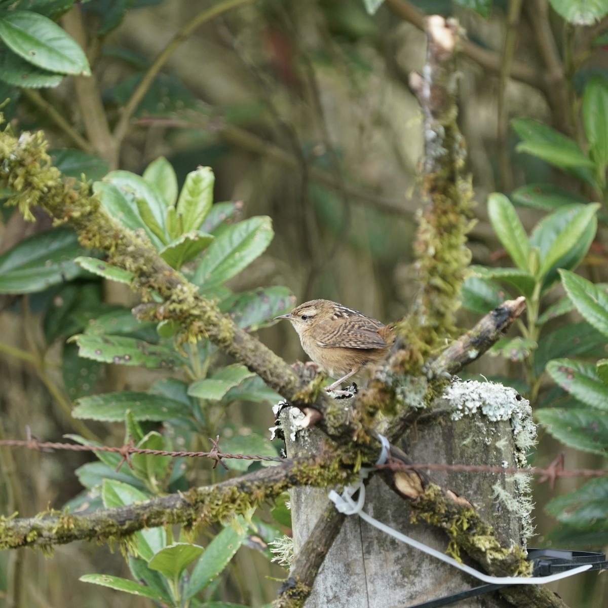 Grass Wren - ML647413409