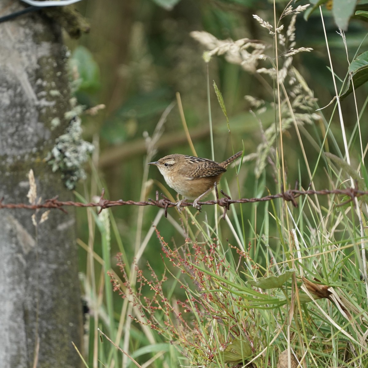Grass Wren - ML647413410