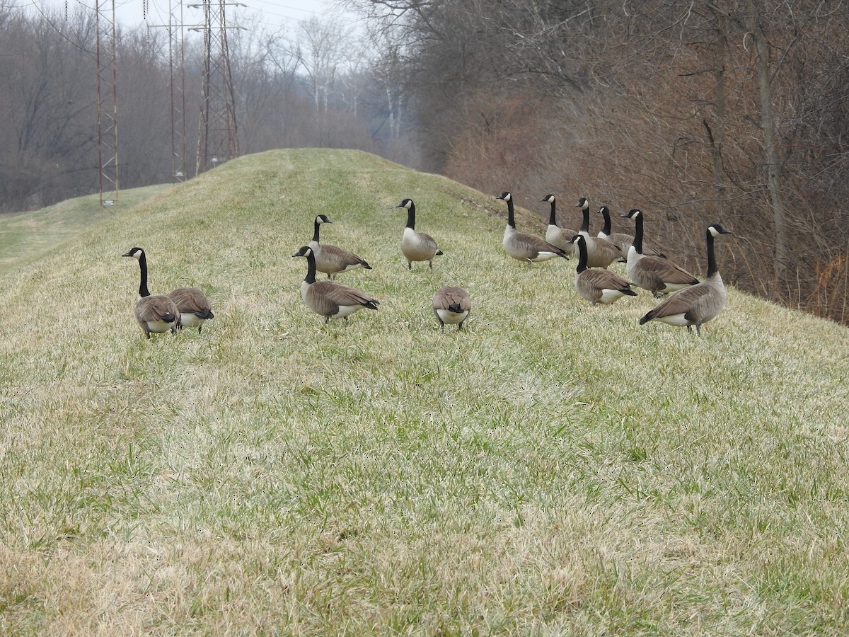 Canada Goose - ML647413436
