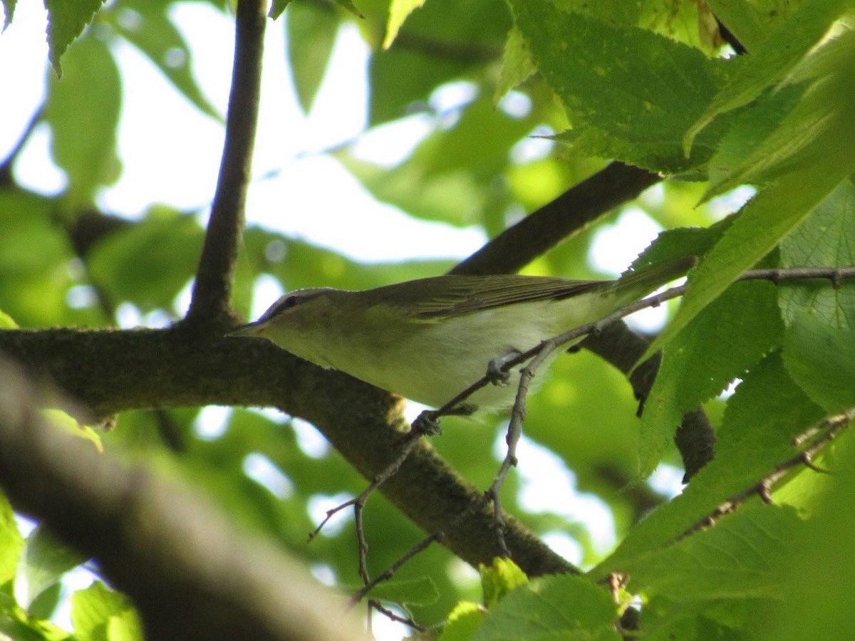 Красноглазый виреон - ML647413438