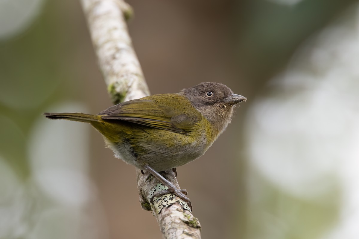 Chlorospin des buissons - ML647413447