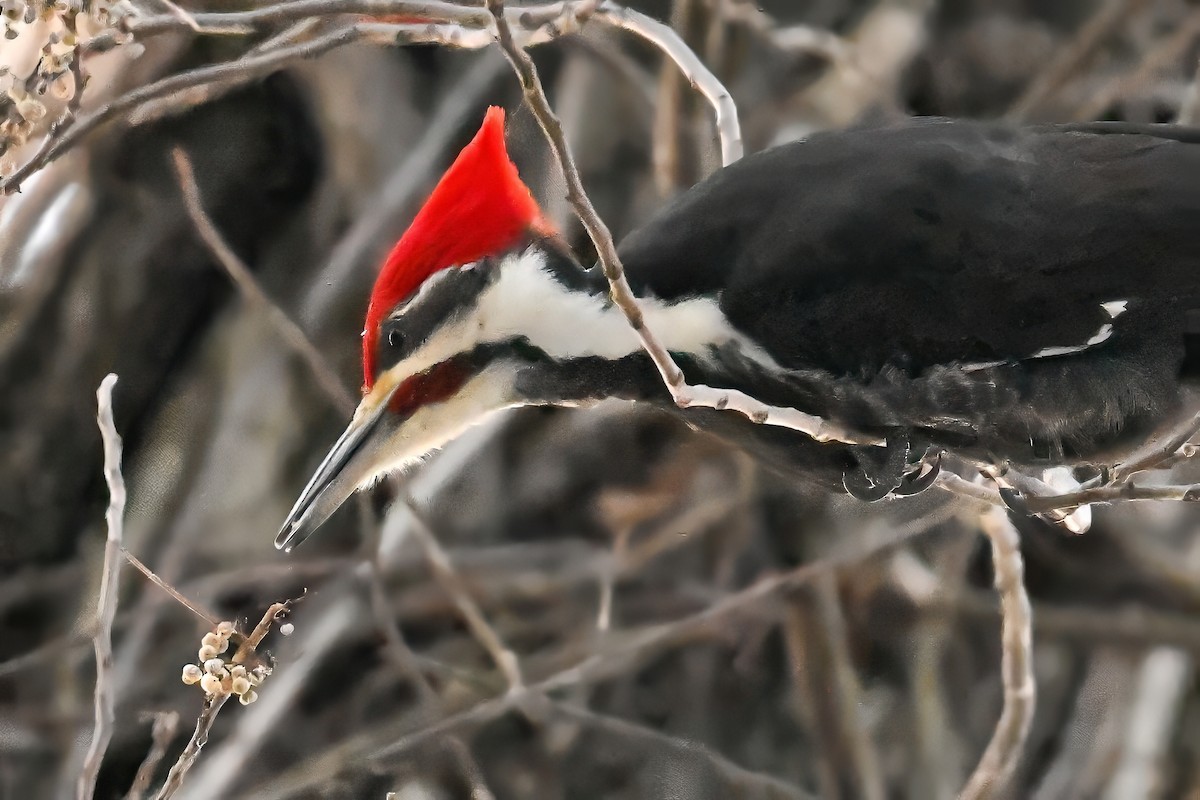 Жовна північна - ML647413452