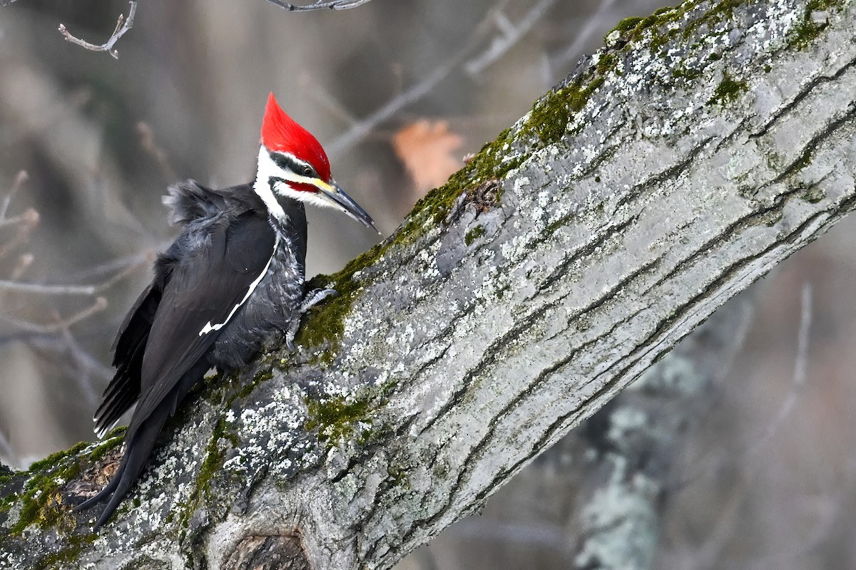 Жовна північна - ML647413453