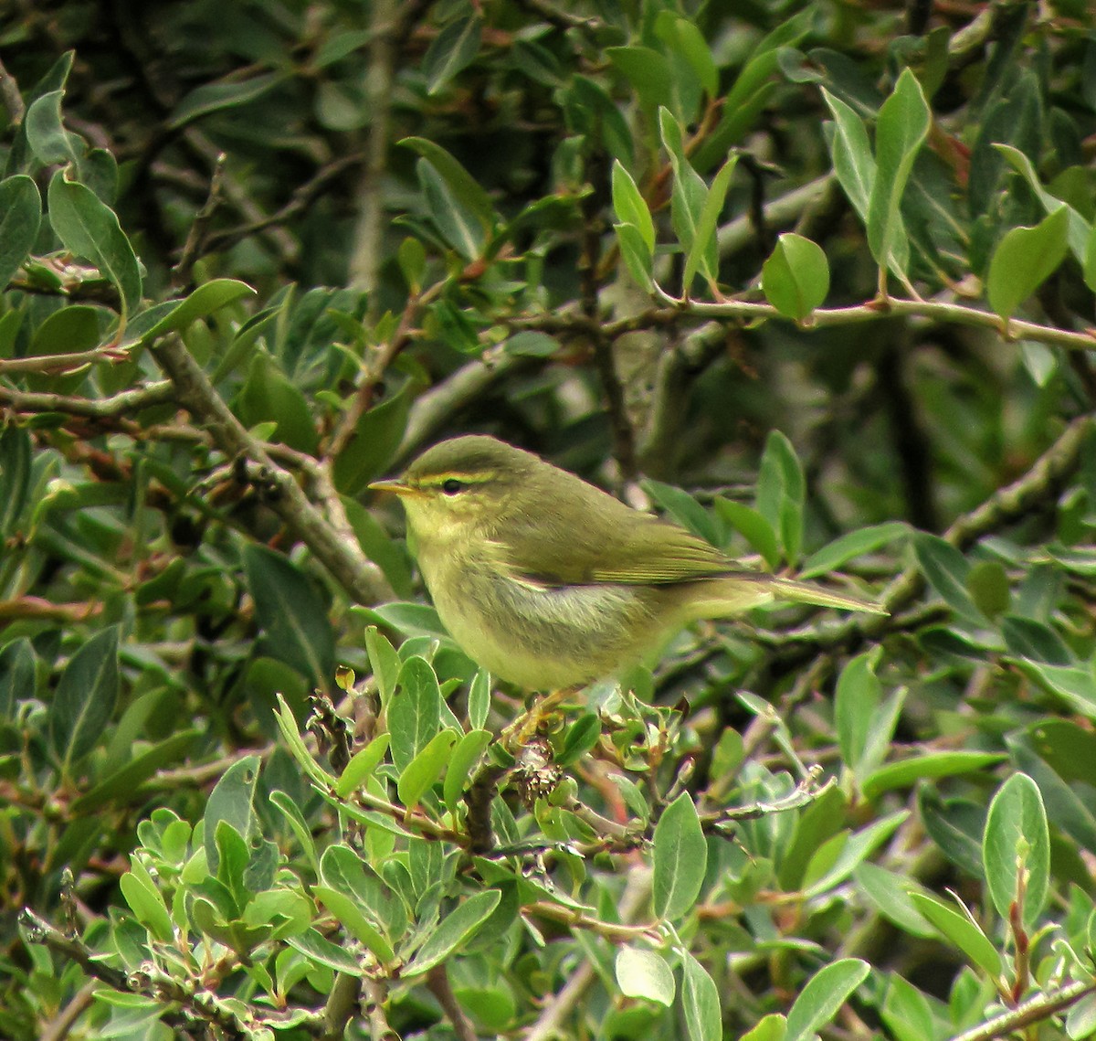 Tickell Çıvgını - ML647413455