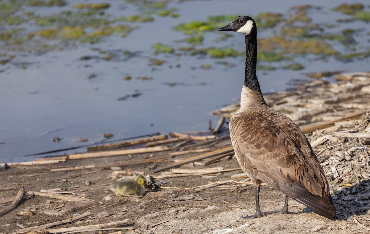 Canada Goose - ML647413456