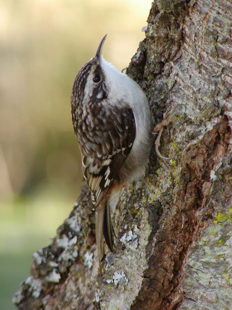 Brown Creeper - ML647413463