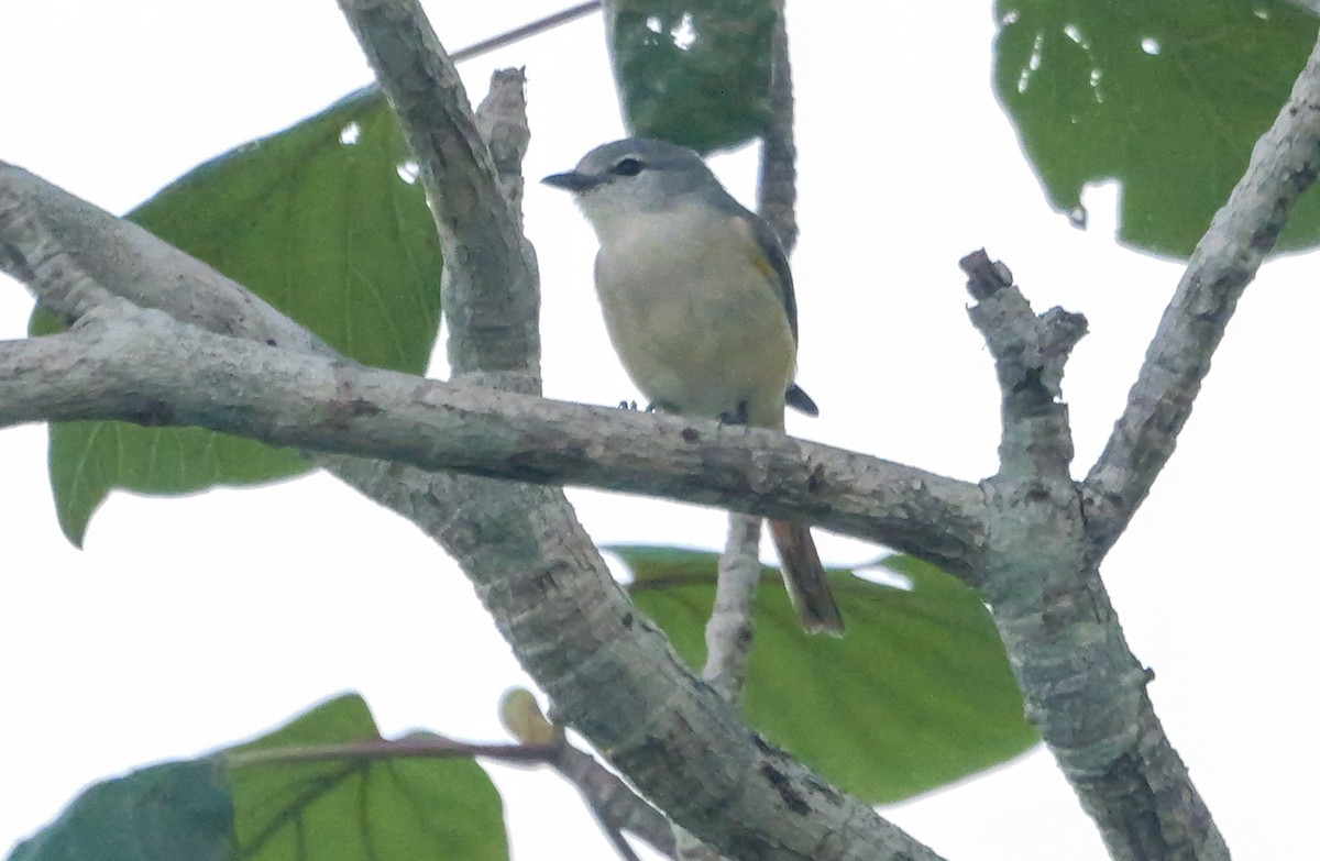 Zwergmennigvogel - ML647413470