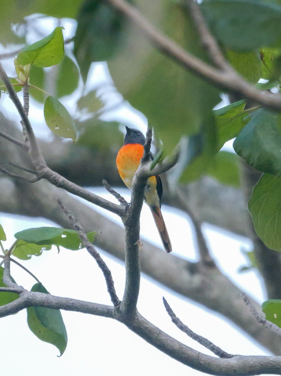 Zwergmennigvogel - ML647413471