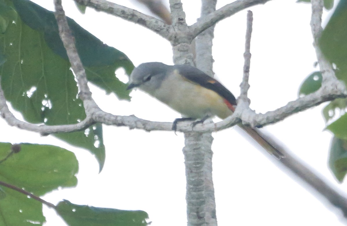 Zwergmennigvogel - ML647413472