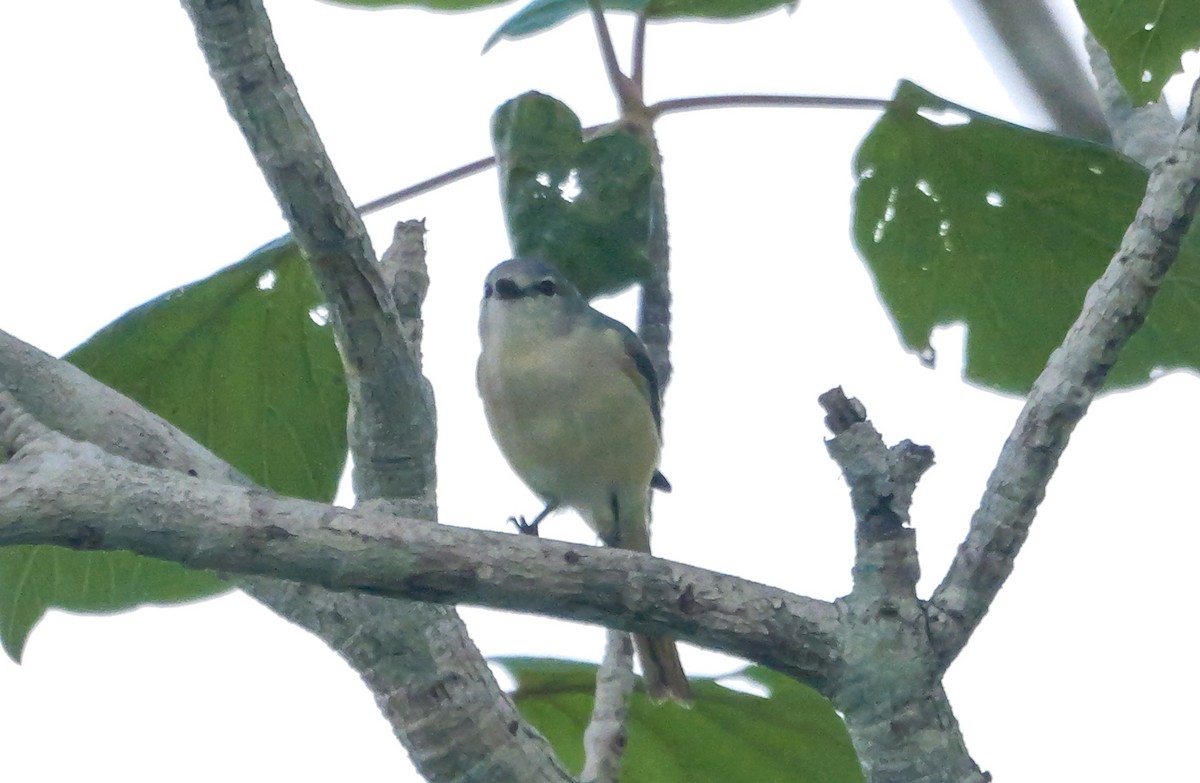 Zwergmennigvogel - ML647413473