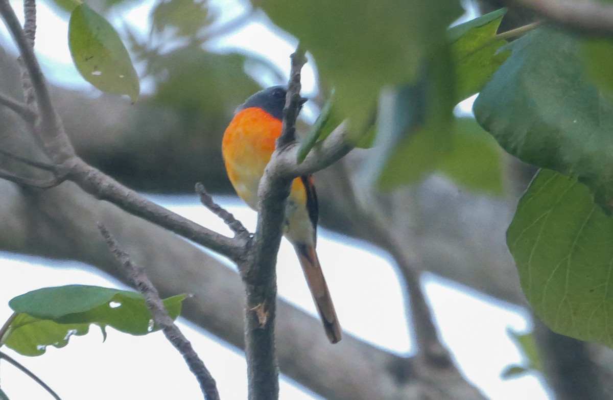 Zwergmennigvogel - ML647413474